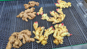 工厂
